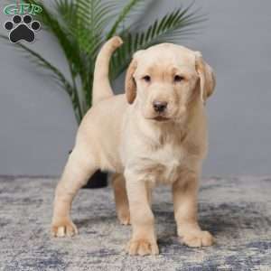 Oakley, Charcoal Labrador Retriever Puppy